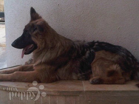 Wax - Deutscher Schäferhund, Euro Puppy Referenzen aus Saudi Arabia