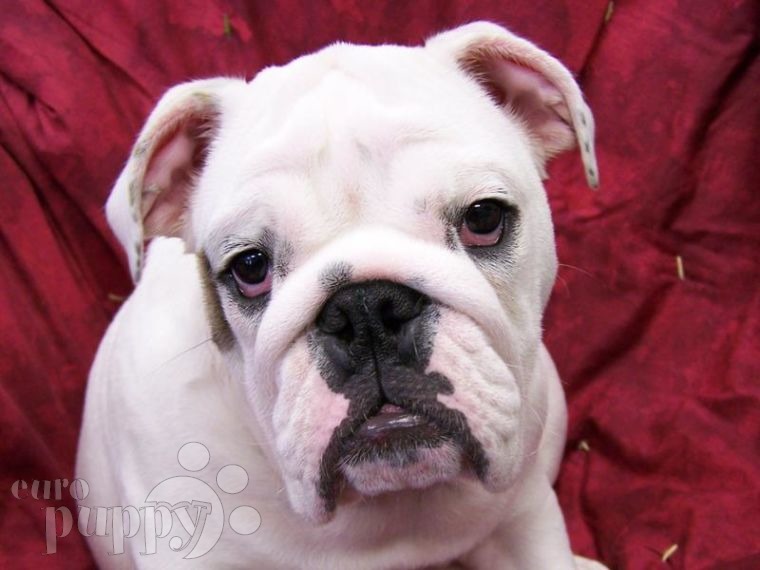Baddy - Miniature English Bulldog, Euro Puppy review from United States