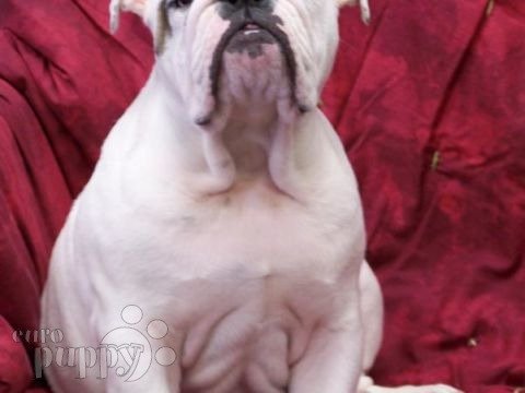 Baddy - Mini Englishche Bulldog, Euro Puppy review from United States