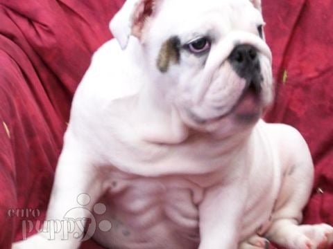 Baddy - Mini Englishche Bulldog, Euro Puppy review from United States