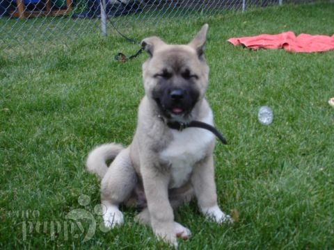 Hachiko - Akita Inu, Euro Puppy review from Canada