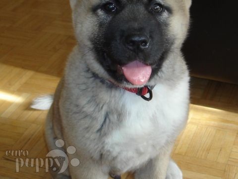 Hachiko - Akita Inu, Euro Puppy review from Canada