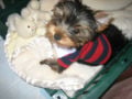 Mia - Yorkshire Terrier, Euro Puppy review from Qatar