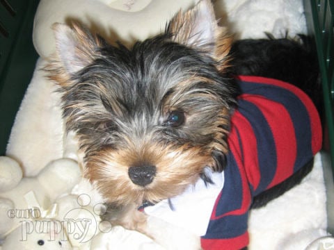Mia - Yorkshire Terrier, Euro Puppy review from Qatar