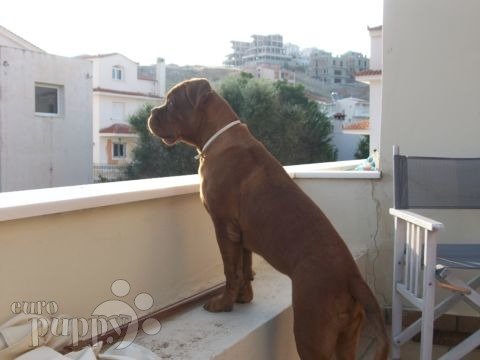 Conan - Dogo de Burdeos, Euro Puppy review from Greece