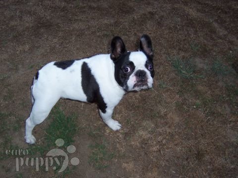 Rodney - Bulldog Francés, Euro Puppy review from United States
