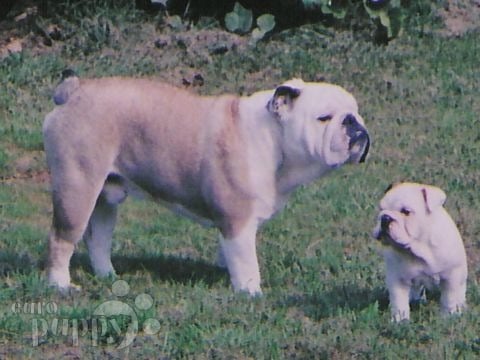 Princess - Bulldogge, Euro Puppy review from United States