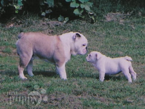 Princess - Bulldogge, Euro Puppy review from United States
