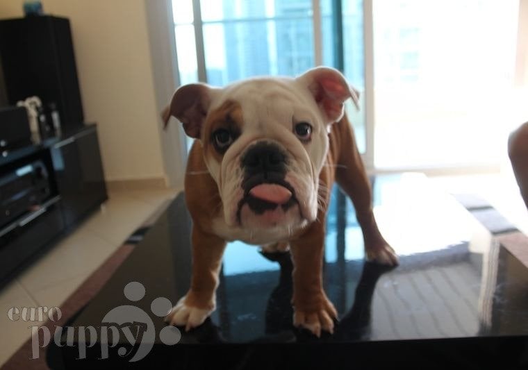 Abby - Mini Englishche Bulldog, Euro Puppy Referenzen aus United Arab Emirates