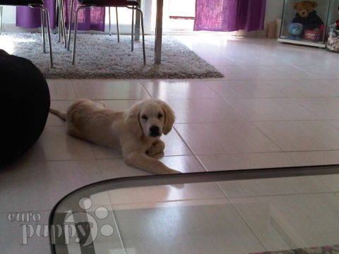 Brinkley - Golden Retriever, Euro Puppy review from United Arab Emirates