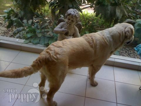 Dusty - Golden Retriever, Euro Puppy Referenzen aus United Arab Emirates