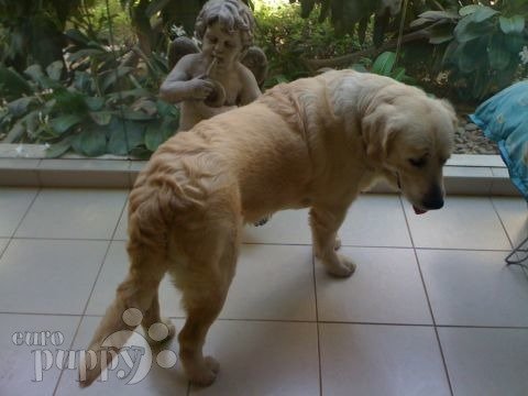 Dusty - Golden Retriever, Euro Puppy Referenzen aus United Arab Emirates