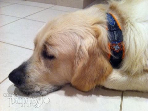 Dusty - Golden Retriever, Euro Puppy review from United Arab Emirates