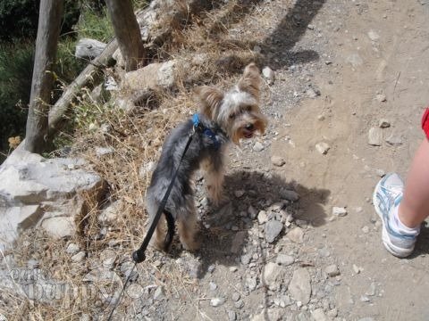 Rizzo - Yorkshire Terrier, Euro Puppy Referenzen aus Italy