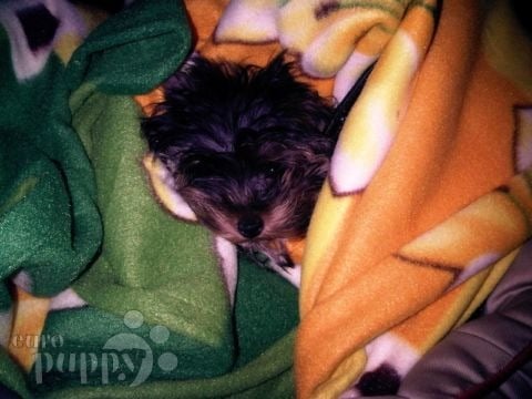 Mini Moris - Yorkshire Terrier, Euro Puppy Referenzen aus Qatar
