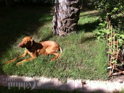 Hunter - Hungarian Vizsla, Euro Puppy review from United Arab Emirates