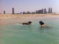 Hunter - Magyar Vizsla, Euro Puppy review from United Arab Emirates