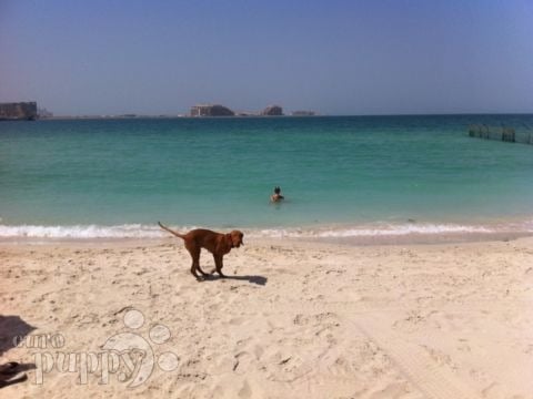 Hunter - Magyar Vizsla, Euro Puppy review from United Arab Emirates