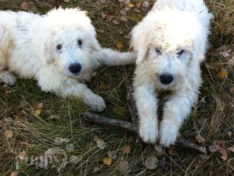 Jackson & Benson - Komondor, Euro Puppy review from Canada
