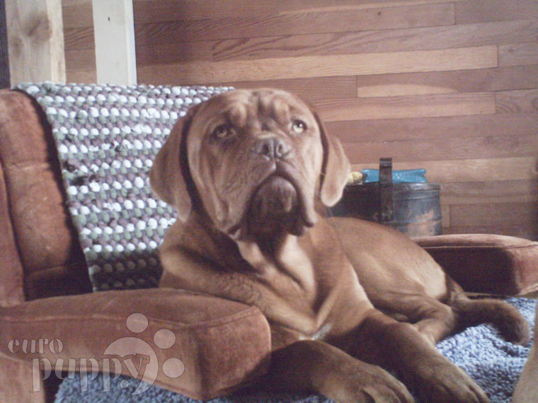 Adelia - Dogue de Bordeaux, Euro Puppy review from United States