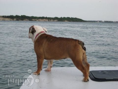 Chelsea - Mini Englishche Bulldog, Euro Puppy Referenzen aus United States