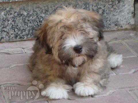 Frodo - Havanese, Euro Puppy review from Qatar