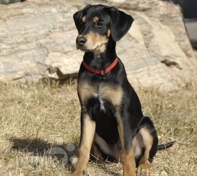 Colorado - Sabueso de Transilvania, Euro Puppy review from United States