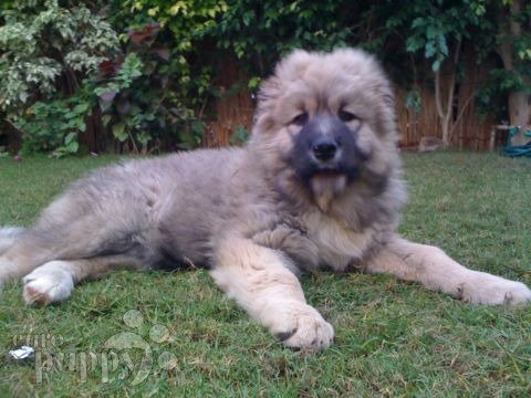 Kisa - Caucasian Mountain Dog, Euro Puppy review from Egypt