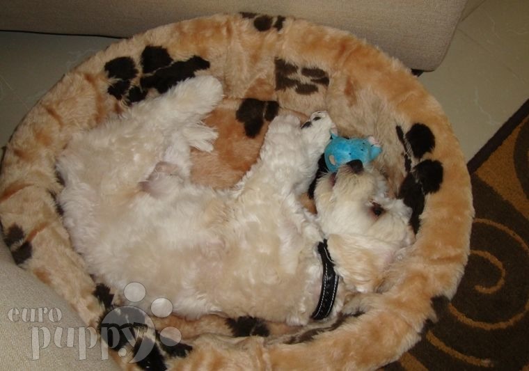 Buster - Havanese, Euro Puppy review from Qatar