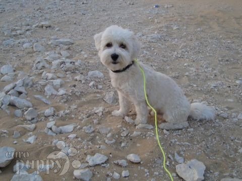 Buster - Havanese, Euro Puppy review from Qatar