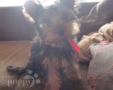 Hurley - Yorkshire Terrier, Euro Puppy review from Malta