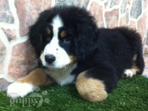 Cooper - Bernese Mountain Dog, Euro Puppy review from United States