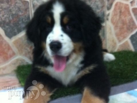 Cooper - Bernese Mountain Dog, Euro Puppy review from United States
