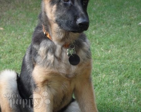Roxy - German Shepherd Dog, Euro Puppy review from United Arab Emirates