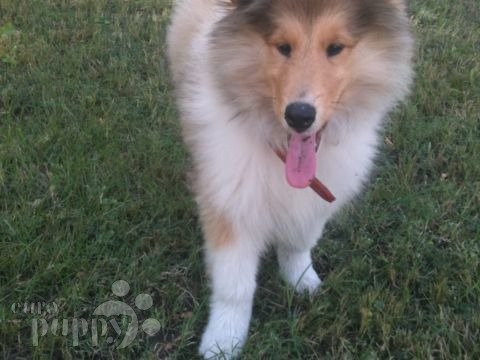 Ginger - Collie, Euro Puppy review from Kuwait