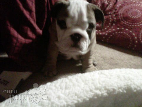 Mona - Miniature English Bulldog, Euro Puppy review from United States