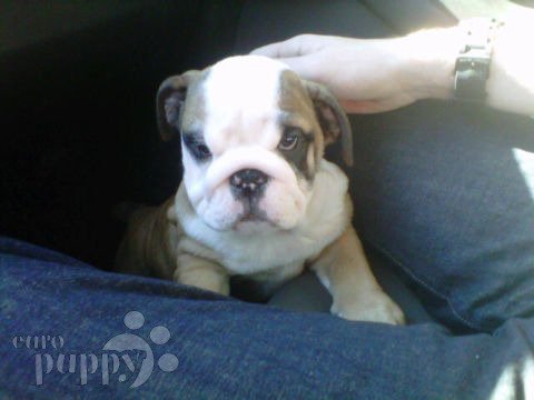 Mona - Mini Bulldog Inglés, Euro Puppy review from United States