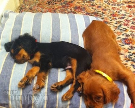 Maximus and Apollo - Cavalier King Charles Spaniel, Euro Puppy review from Italy