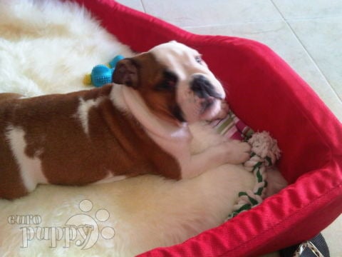 Petra - Mini Englishche Bulldog, Euro Puppy Referenzen aus United Arab Emirates