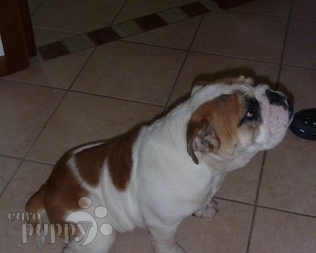 Brutus - Bulldog, Euro Puppy review from Italy
