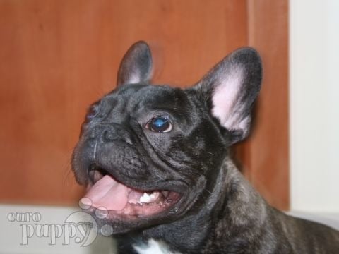 Jack - Französische Bulldogge, Euro Puppy Referenzen aus United Arab Emirates