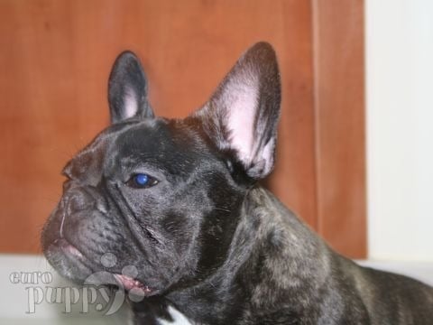 Jack - French Bulldog, Euro Puppy review from United Arab Emirates