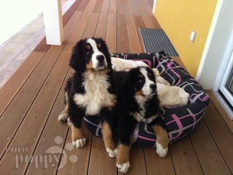 Guinness and Bently - Bernese Mountain Dog, Euro Puppy review from Austria