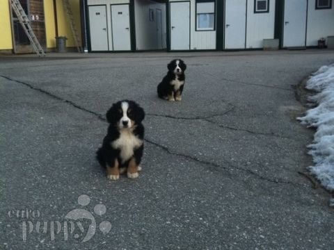 Guinness and Bently - Berner Sennenhund, Euro Puppy Referenzen aus Austria