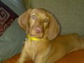 Lilly - Hungarian Vizsla, Euro Puppy review from United Arab Emirates