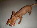 Lilly - Magyar Vizsla, Euro Puppy review from United Arab Emirates