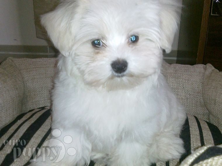 Twinkle - Maltese, Euro Puppy review from United Arab Emirates