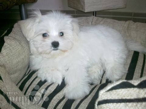 Twinkle - Maltese, Euro Puppy review from United Arab Emirates