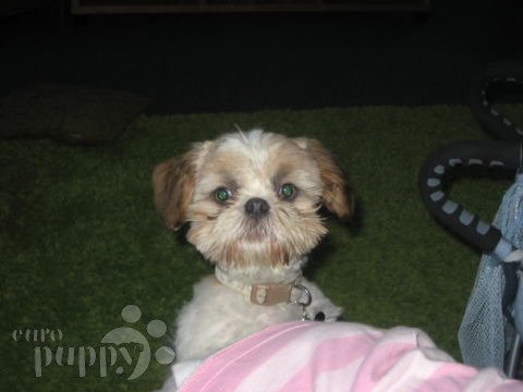 Woody - Shih Tzu, Euro Puppy review from Germany