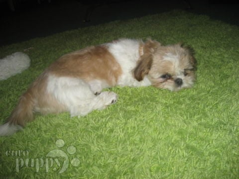 Woody - Shih Tzu, Euro Puppy review from Germany